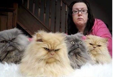 4 chú mèo mafia